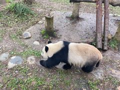 -都江堰中华大熊猫苑