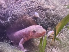-上海大自然野生昆虫馆(东方明珠·爬宠昆虫探索中心)