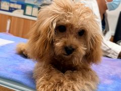 -宠福鑫动物医院(望京分院)