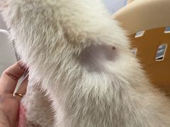 -爱侣宠医·鹦鹉专科·小型哺乳类·异宠专科(灵石路店)