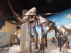 -国家自然博物馆