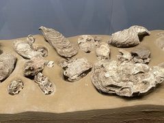 -青岛市博物馆