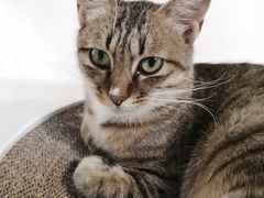 -Heymao猫咖.咖啡厅(东门店)
