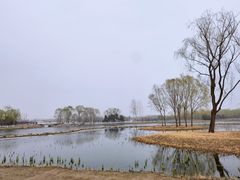 -大兴滨河森林公园