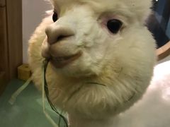 -藦茜花园宠物主题亲子互动体验馆(国顺东路店)