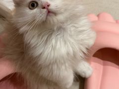 -Pets First伊珊娜洗护·精致美容·家庭式寄养(新会路店)