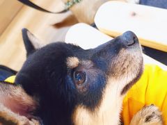 -柴犬小屋·柴餐厅·狗咖食堂(金鼎广场店)