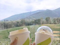 -白茶原·一片叶子