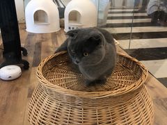 -袖虎·猫馆(体育西路店)