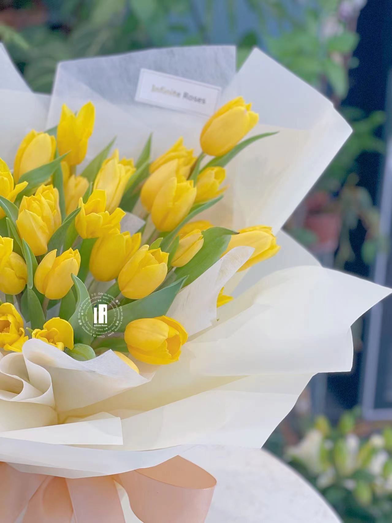 无限玫瑰 黄色郁金香 花语:高雅,珍贵