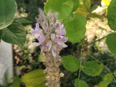 -广州神农草堂中医药博物馆