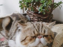 -参差咖啡(水果湖公园店)