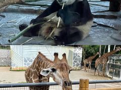 -泉州海丝野生动物世界