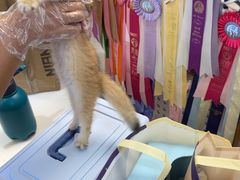 -小猫来了·猫舍(红山六九七九店)