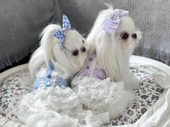 -萌宠之家·腊肠犬·马尔泰·小体犬舍