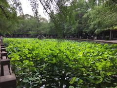 -四川大学(华西校区)