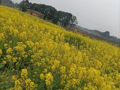-空港花田景区