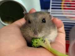 -钓仓鼠(洋桥北里小区店)