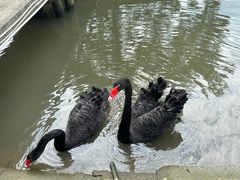 -鹅湖玫瑰文化园