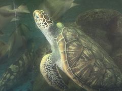 -广东惠东海龟国家级自然保护区