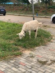 -浅山蜜塘奇妙乐园·亲子营地