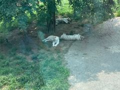 -大连森林动物园