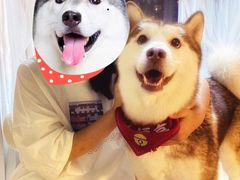 -Husky Go! 哈士奇体验馆·宠物咖啡厅狗咖