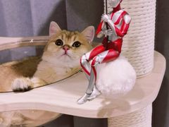 -东方名猫馆·英短金渐层布偶猫舍(环线广场1号楼店)