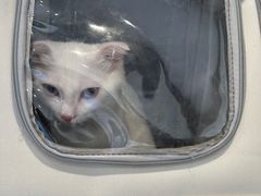 -关爱宠物医院·猫科中心·消化科(滨湖万达分院)