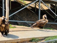 -西霞口神雕山野生动物世界