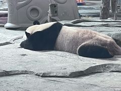-武汉动物园