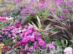 -重庆市江北嘴中央商务区中央公园