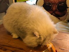 -李小姐の猫咖啡馆(五角场店)