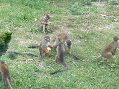 -大连森林动物园