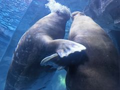 -哈尔滨波塞冬海底世界