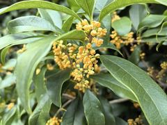-杭州香格里拉饭店