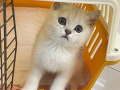 -lincat·猫舍(广州店)
