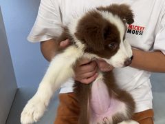 -中农国际动物医院24小时·猫科·骨科·急重症中心