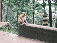 -黔灵山公园