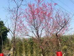-天适樱花悠乐园