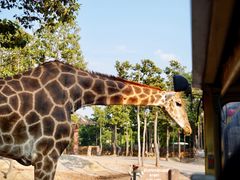 -清迈夜间动物园