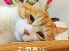 -Sirena海妖日咖夜酒