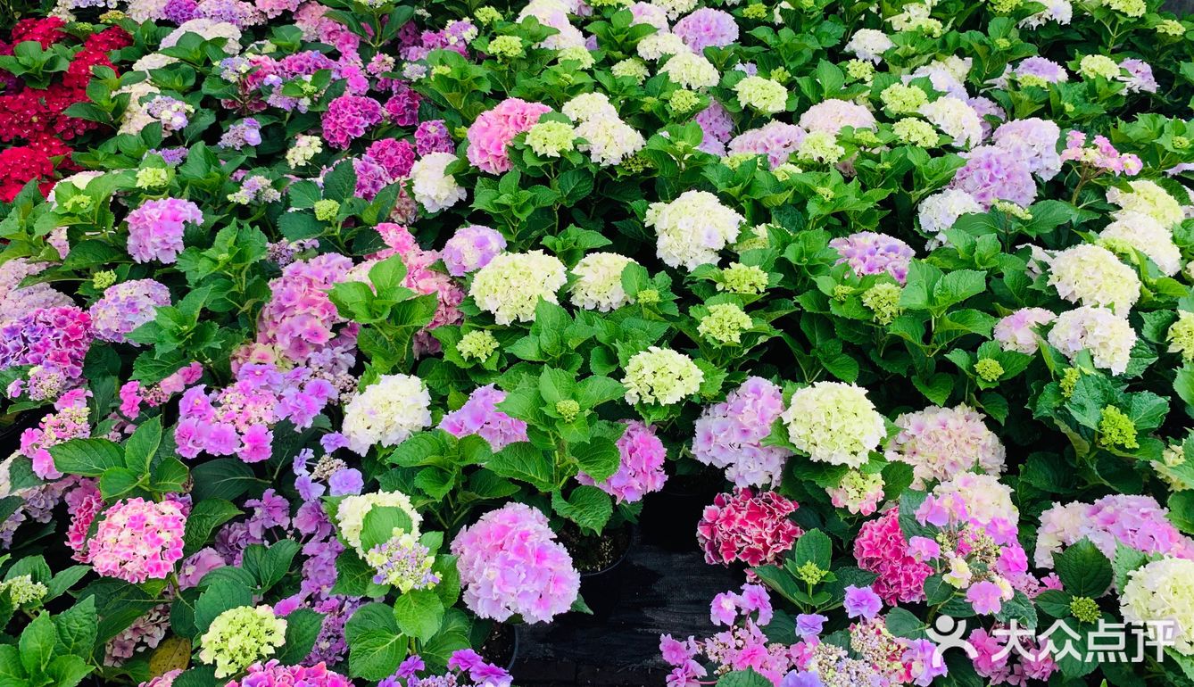 娇艳欲滴の夏日鲜花打卡地🌹