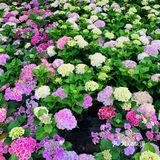 娇艳欲滴の夏日鲜花打卡地🌹