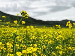 -扁都口生态休闲旅游区