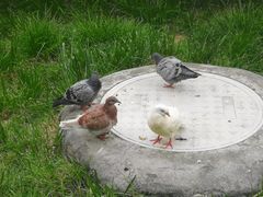 -宗角禄康公园