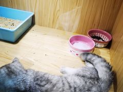-屋虎猫馆(宝安大仟里店)