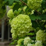 五一赏花指南：北京最美的花儿，这里都有