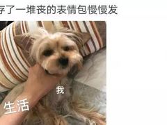 -维也纳国际酒店·西安大雁塔大唐不夜城店