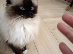 -安格丽娜·狗咖·猫咖羊驼咖(春熙路百盛商场店)